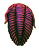 Trilobit Fossil